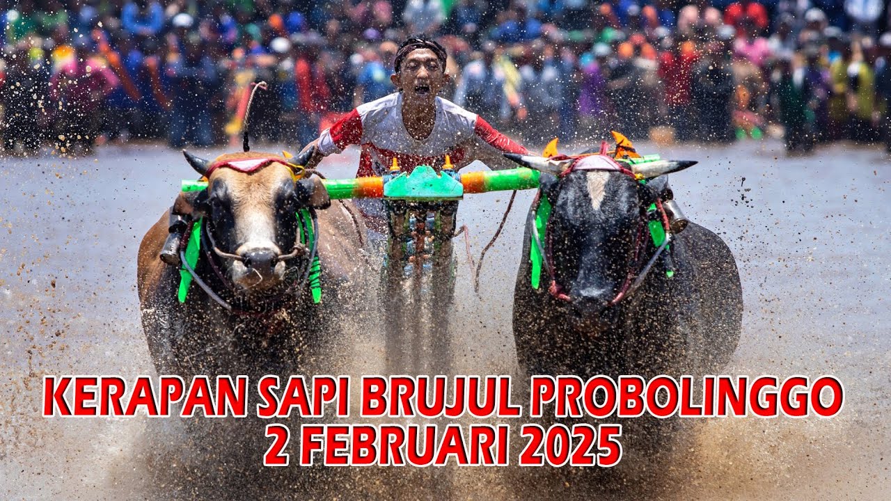 KERAPAN SAPI BRUJUL 2 FEBRUARI 2025