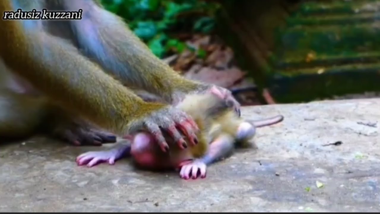Perilaku anak monyet menjadi sangat lembut setelah menerima bimbingan dari ibu