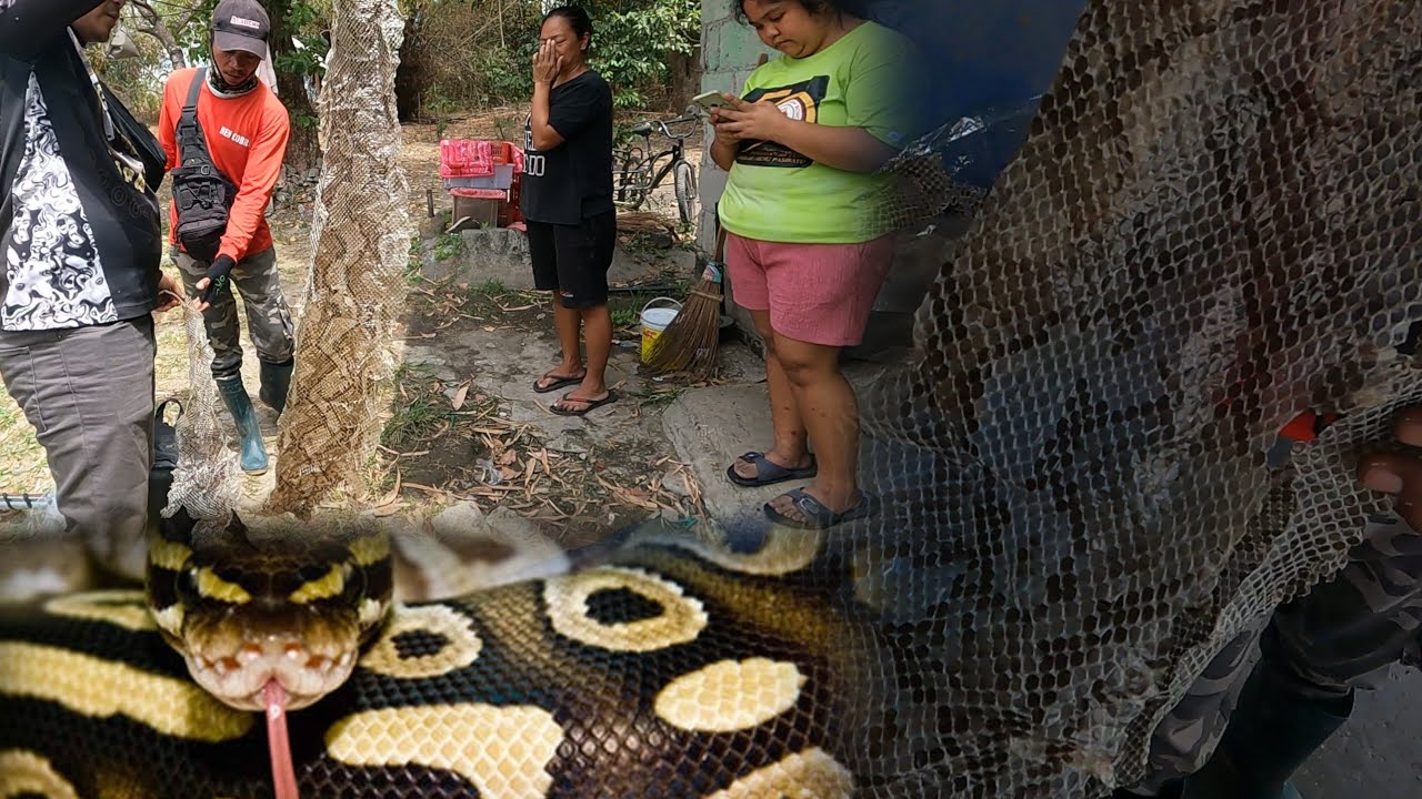 ISA NANAMANG DAMBUHALANG SAWA SA BAMBAN TARLAC