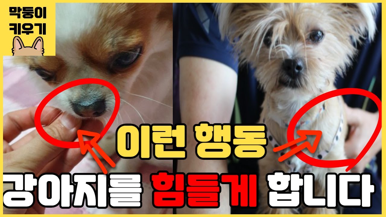 반려견의 마음을 아프게 하고 사랑받지 못한다고 느끼게 하는 보호자의 나쁜행동