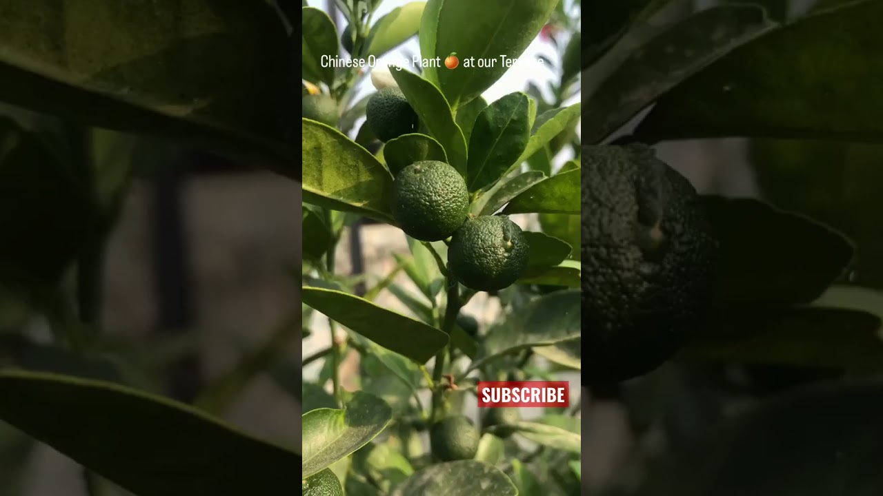 Chinese Orange Plant at our Terrace Garden #orange #chineseorange #terracegarden @terracegardening