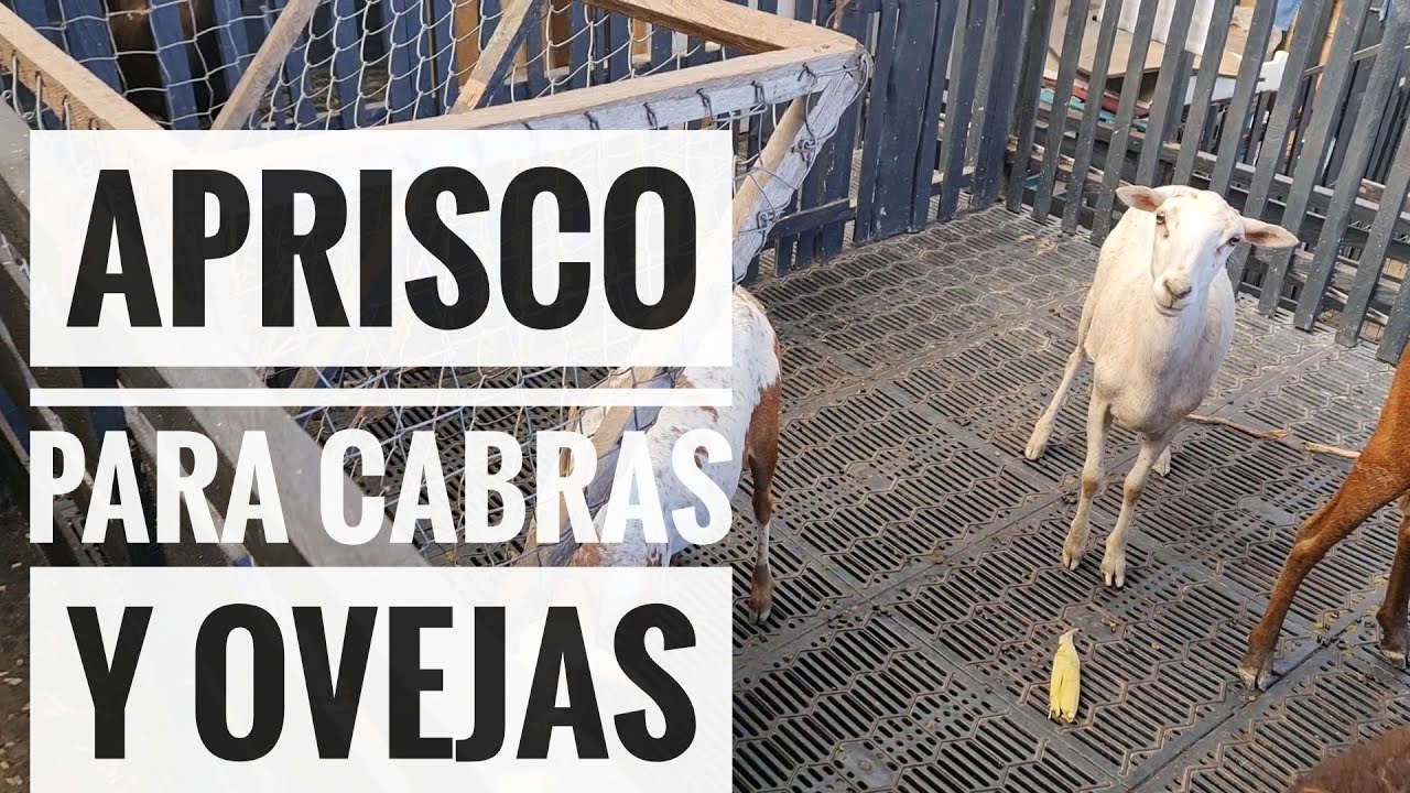 🐐APRISCO para cabras y ovejas 💚