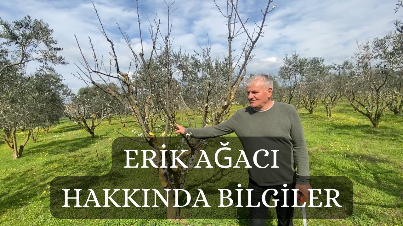Erik Ağacı Hakkında Bilgiler - Çiçeklenme, Meyve Seyreltme, Budama Sonrası Su Bazlı Boya Uygulaması