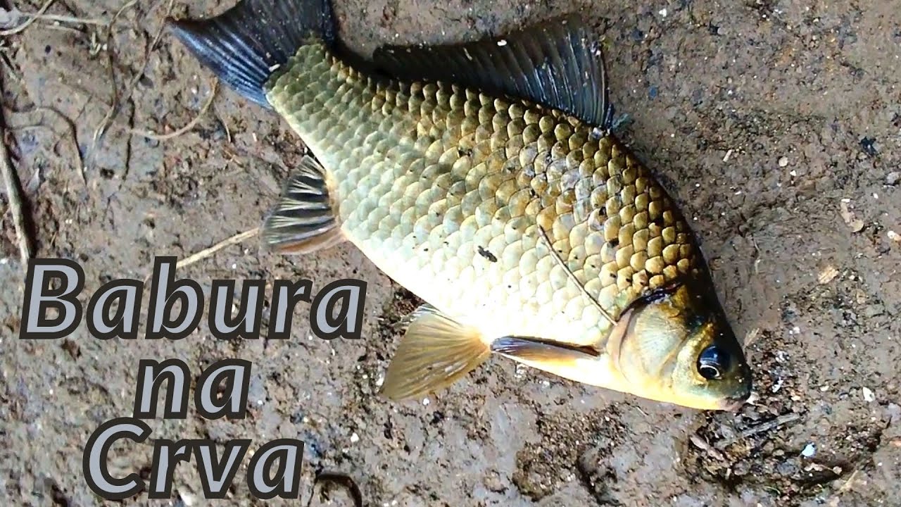 Pecanje Babuške na 