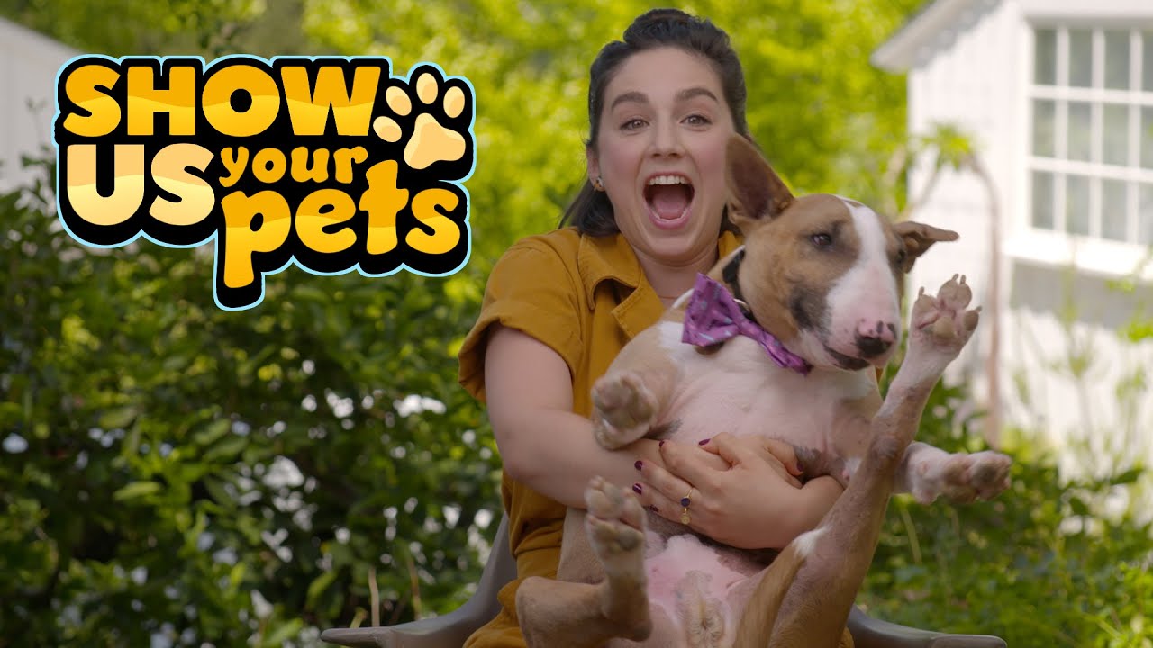 Lunch the Bull Terrier Eats His Way Through Your Heart