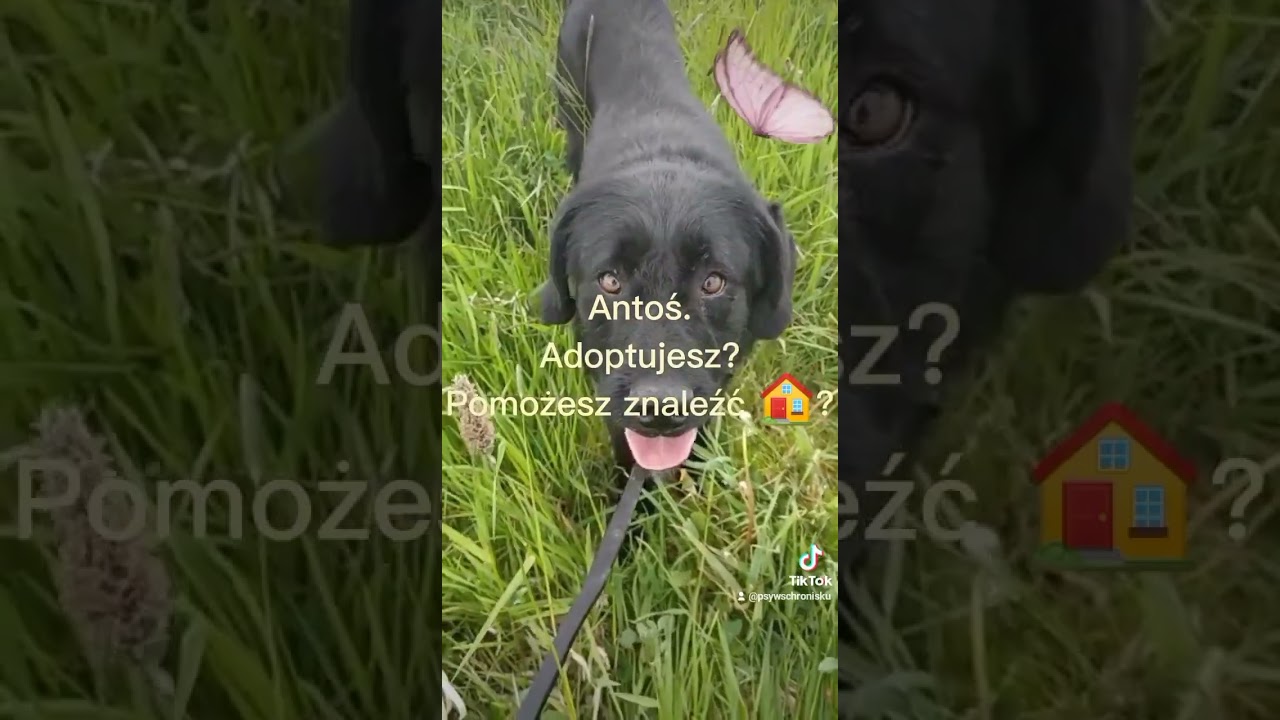 Antoś. Pies do adopcji. Schronisko w Miedarach, koło Tarnowskich Gór, woj.śląskie