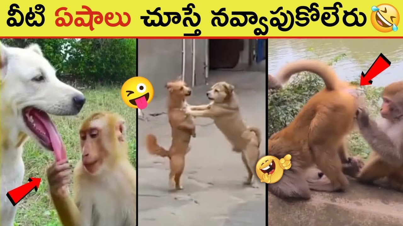 Funny Animals you have never seen😂 || Try not to laugh