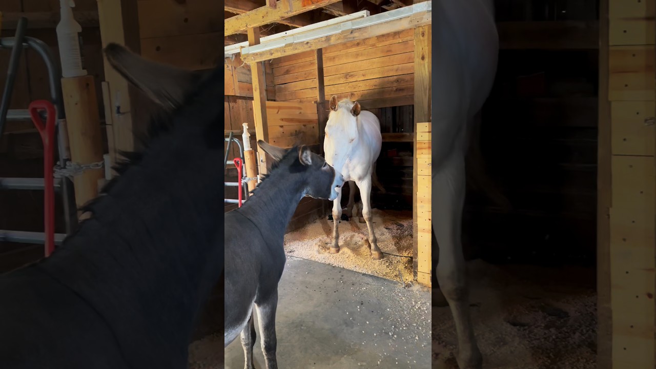 Petey let&rsquo;s Luna know when it&rsquo;s time to go outside #Peteytheseeingeyedonkey #Lunatheblindhorse