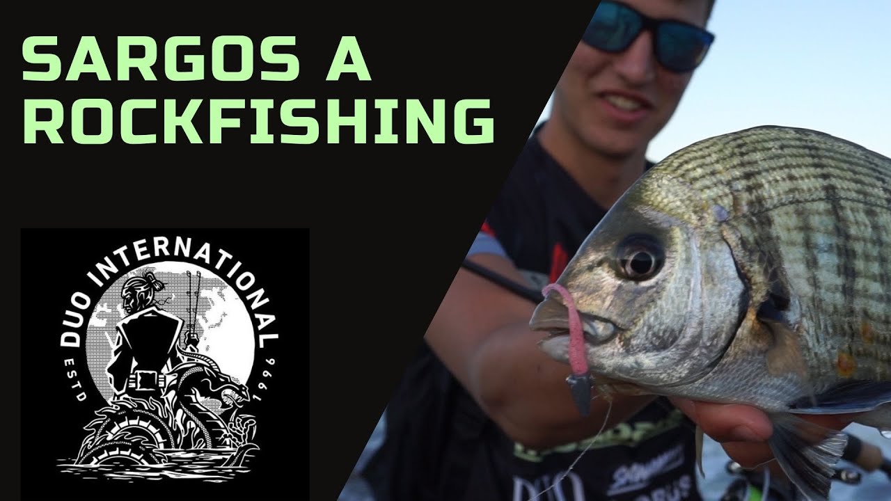 Sargos a rockfishing 🎣🔝