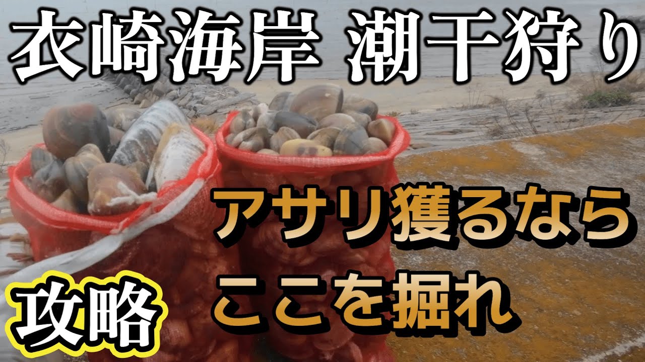 衣崎海岸 潮干狩り2025 ハマグリ アサリ潮干狩り!愛知潮干狩りGWにおすすめ キャンプ飯の高級食材獲れすぎ 西尾市 三河湾 潮干狩り攻略 ころもざき漁協