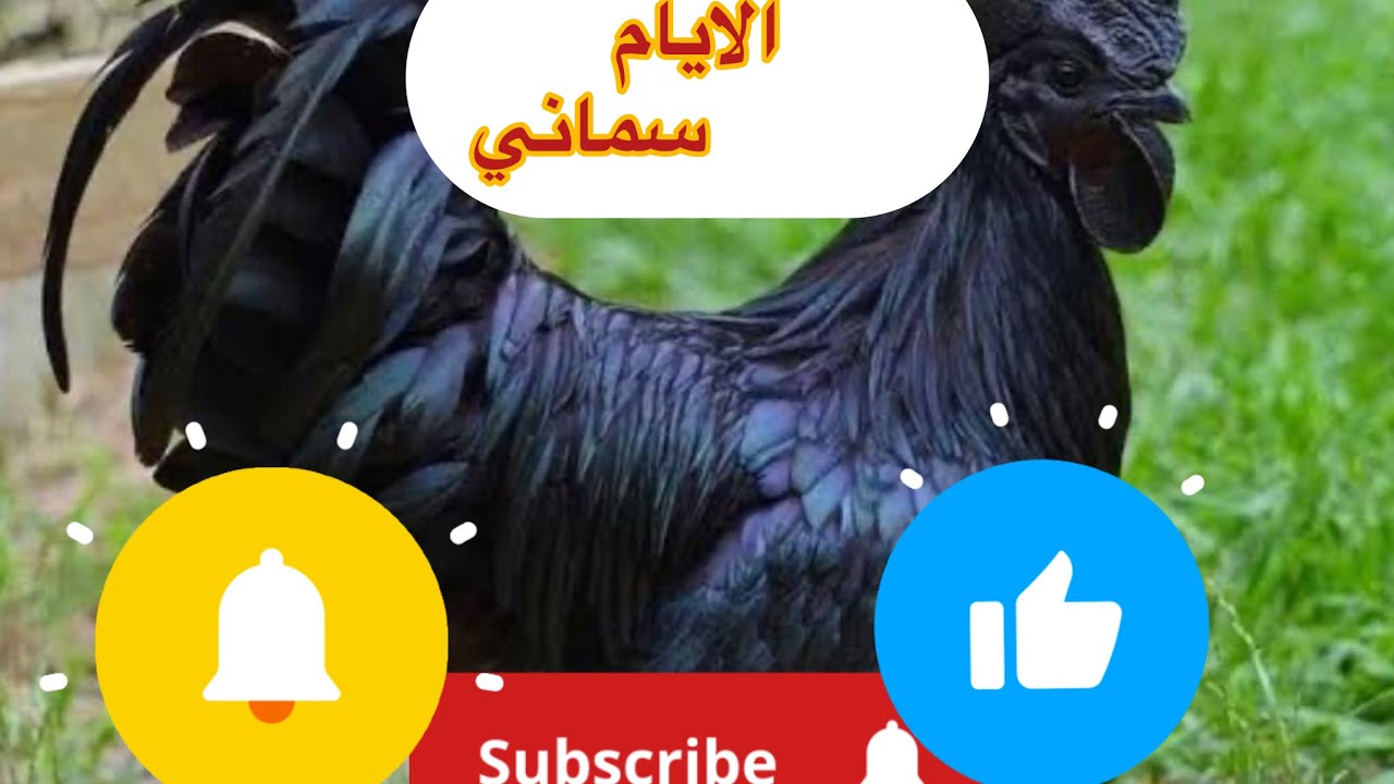دجاج الايام سماني 