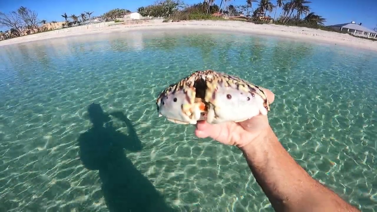 Flamed Streaked Box crab (Calappa Flammea)