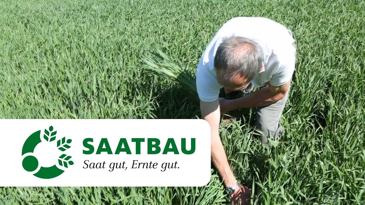 Spätdüngung und Fungizideinsatz im Winterweizen