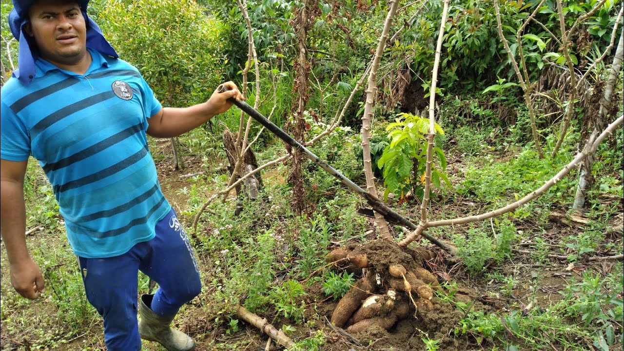 Aprenda a fazer alavanca pra arrancar mandioca, aipim, macaxeira  gastando pouco