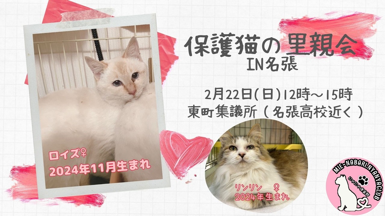 多頭崩壊から来た”ボス猫キング”｜猫は苦手？でも人にはスリゴロな甘えん坊でした【2026年２月里親募集中】＃保護猫 ＃里親会＃譲渡会