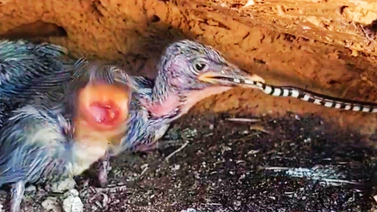 Anak burung Tengkek bernasib tragis di gigit ular berbisa