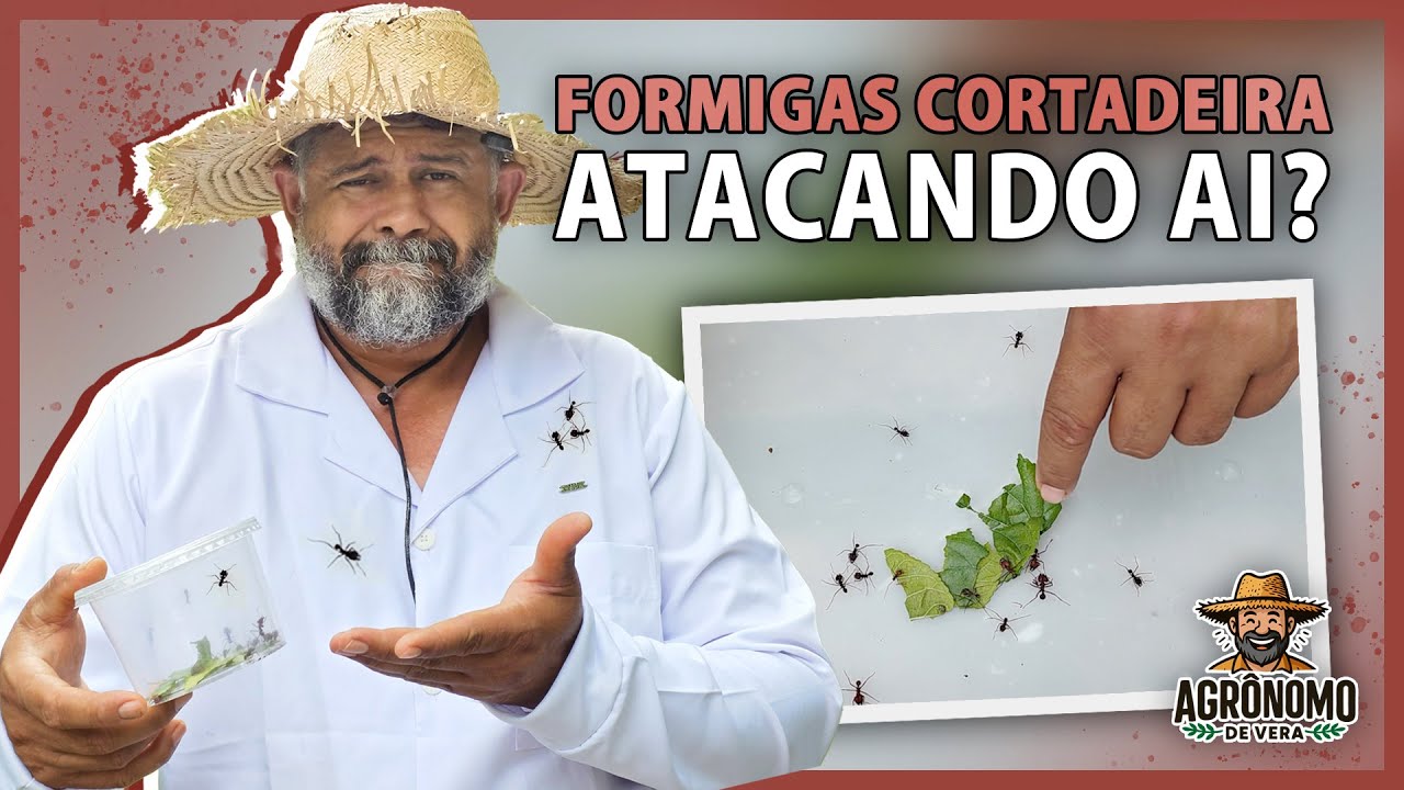 Como ELIMINAR as FORMIGAS em segundos