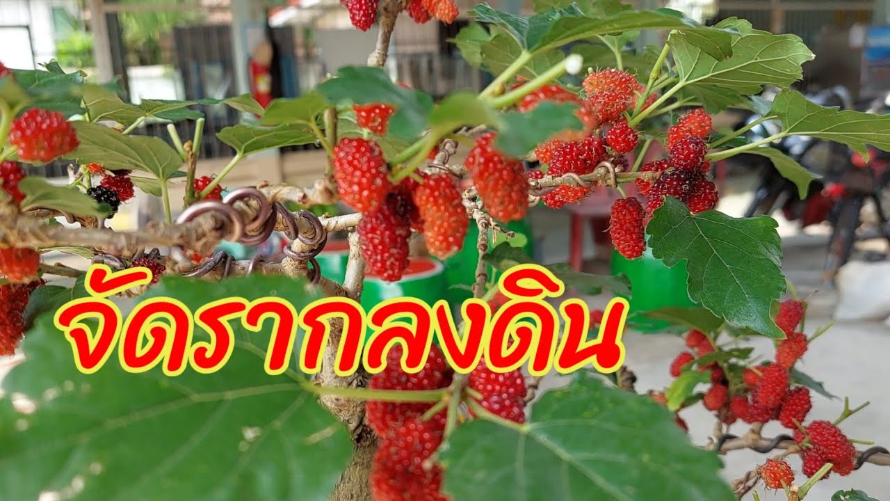 จัดรากลงดิน กับการสร้างไม้ง่ายๆข้างบ้านริมสวนของเรา