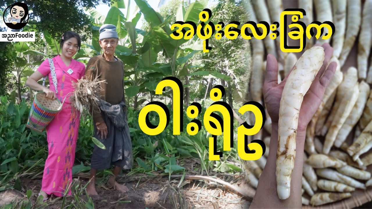 အဖိုးလေးခြံမှာ ဝါးရုံဥ တူးကြမယ် - Arrow roots in my Grandfather's  Farm - Village Food