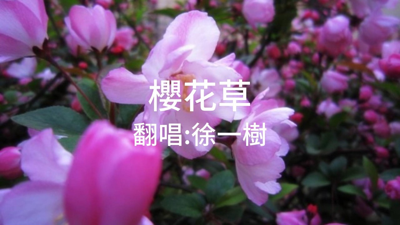 Sweety《櫻花草》Cover 徐一樹