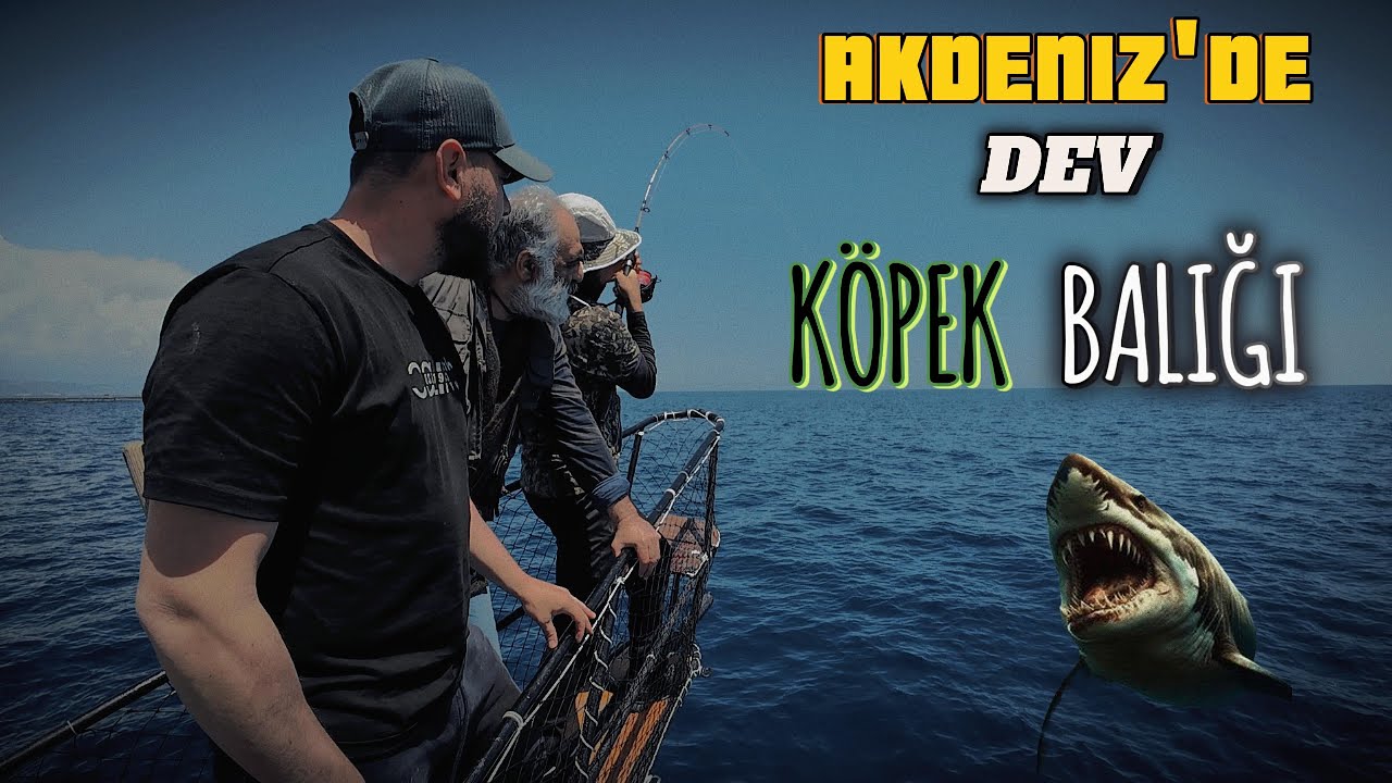 Dev Köpekbalığı Tuttuk!!! | Taşucu’nda Balık Avı