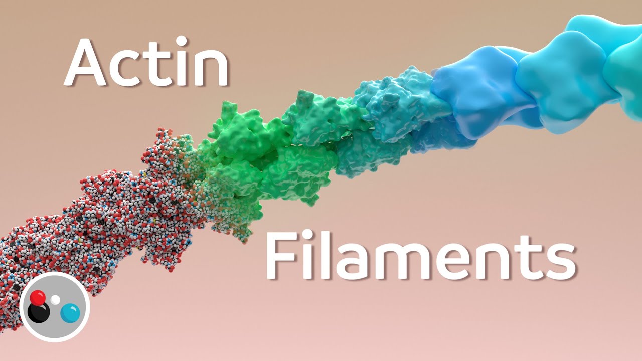 Creating Actin Filaments in Houdini