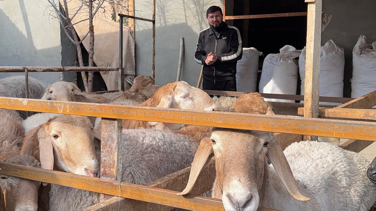 DEXQON AKANI ARASHAN QO’CHQORLAR MANA QANAQA BOQISH KERE 