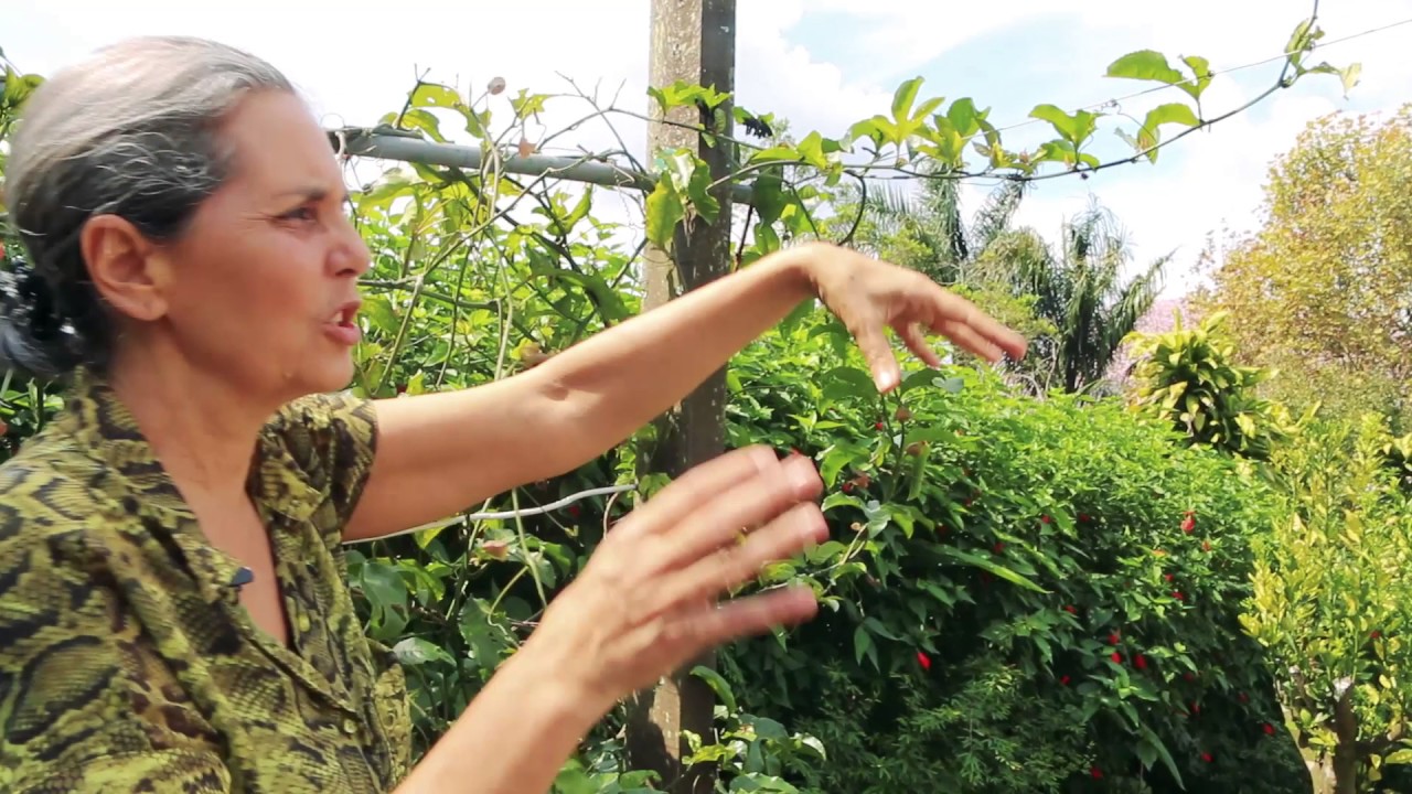 Conhecendo com Plantas, pancs, sementes giros no quintal 2/2 Plantar em Casa