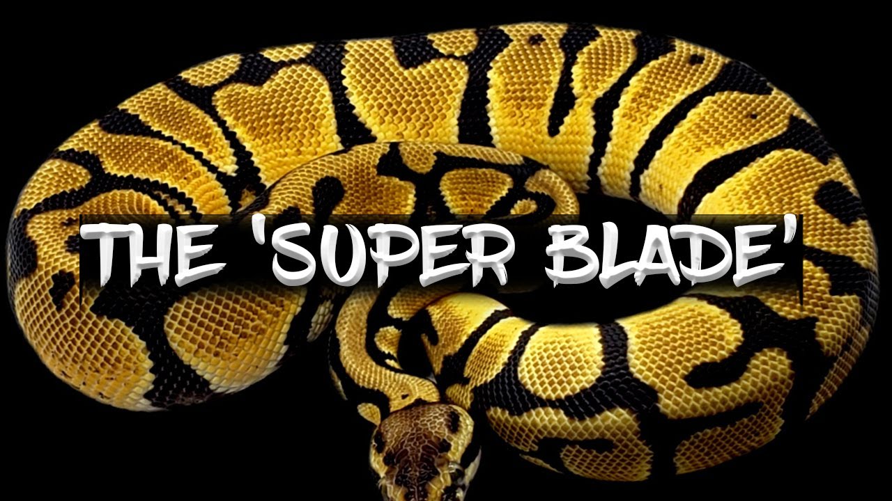 Шаровидный питон «Super Blade»