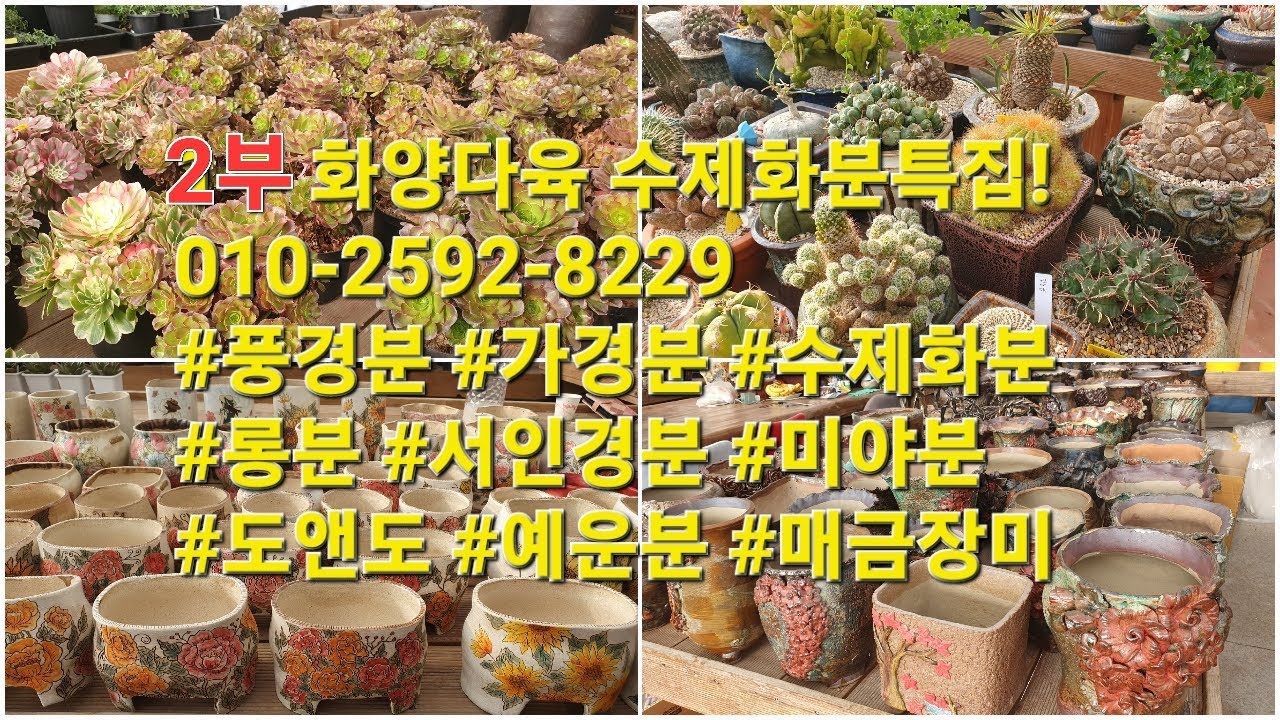 2부 화양다육 수제화분특집!010-2592-8229  #풍경분 #가경분 #수제화분 #롱분 #서인경분 #미야분 #도앤도 #예운분 #매금장미