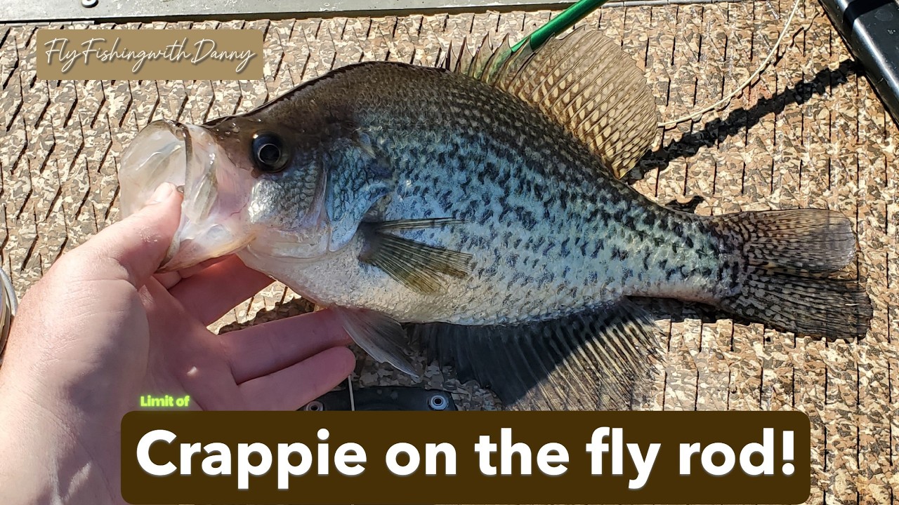 Limit of Crappie on the fly rod!