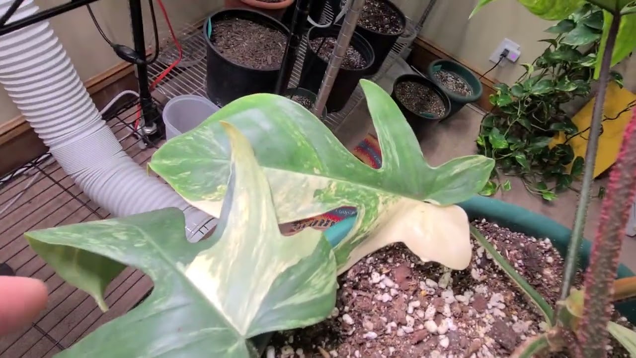 Philodendron florida beauty variegated