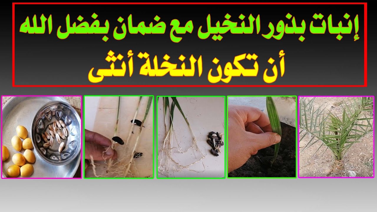 زراعة و إنبات نوى النخيل مع ضمان بفضل الله النخلة تكون أنثى
