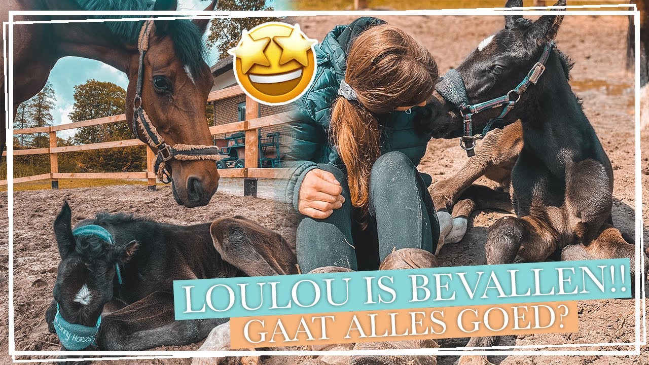 LOULOU is BEVALLEN!! Welkom REDBULL! || Paardzoektbaas