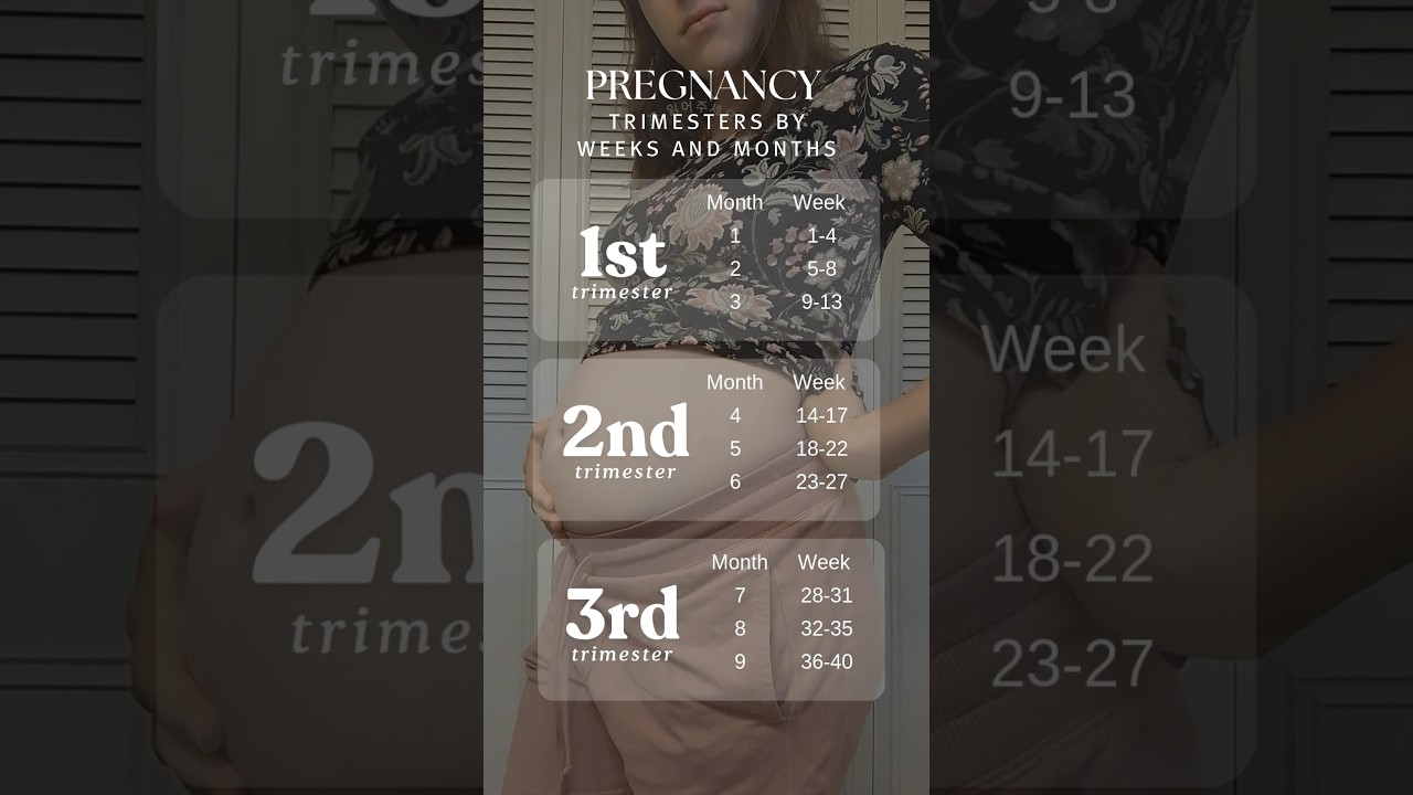 Pregnancy Trimesters by Weeks and Months Chart
