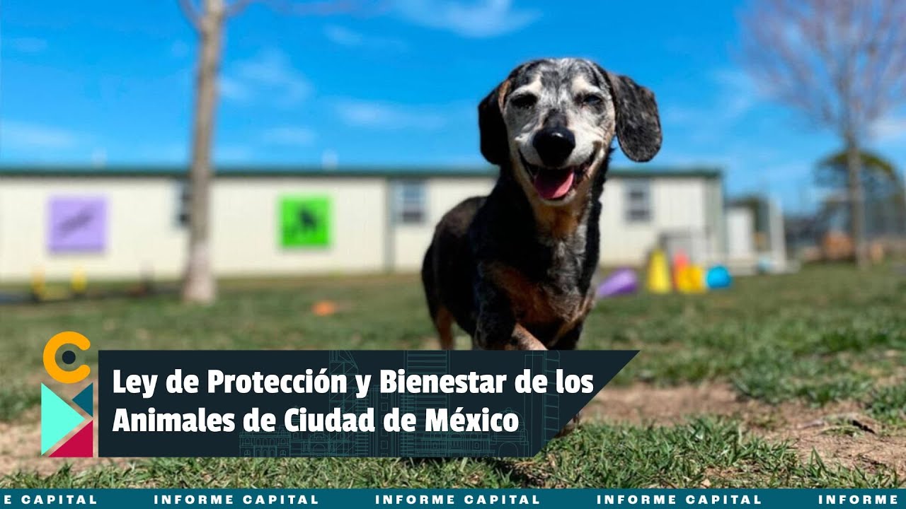 Conoce todo sobre la Ley de Protección y Bienestar de los Animales de la Ciudad de México