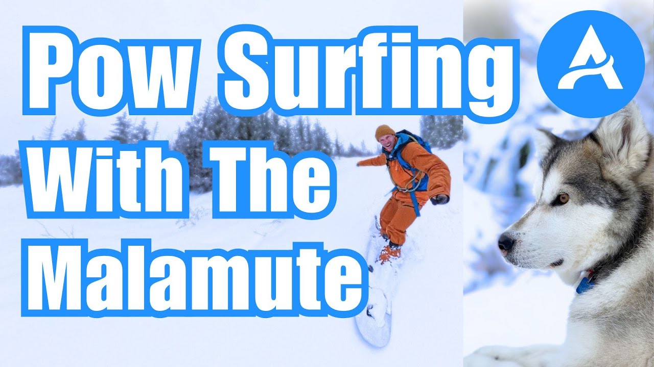 Pow Surfing With Nuka The Alaskan Malamute / The Fernie Life