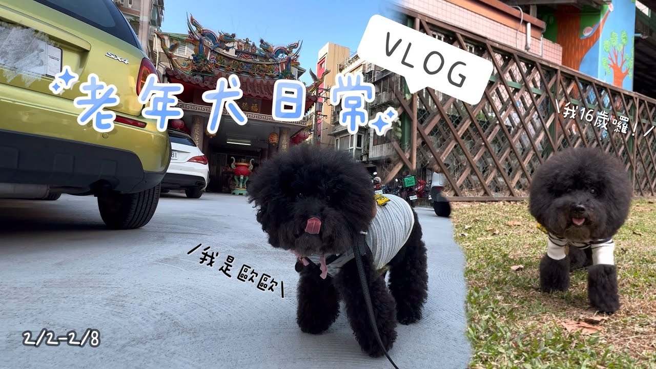[老年犬日常VLOG]一起吃尾牙啦！/尾牙拜土地公/寄馬年賀年卡/大美容/葫東狗狗活動區/黑貴賓歐歐16歲日常