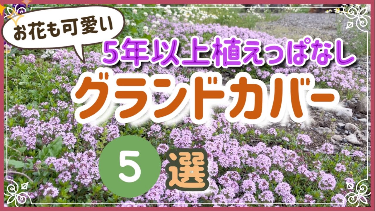 《5年以上植えっぱなし宿根草／第2弾》雑草対策だけじゃない！お花もかわいい🌸グランドカバープランツ／暖地でも安心、丈夫で初心者さんも植えやすい品種