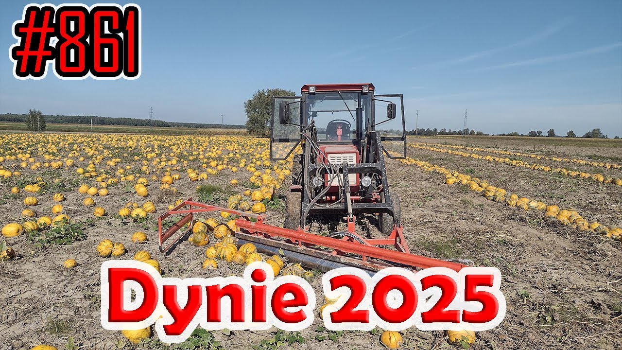 Rozpoczynam zbiór dyni #861