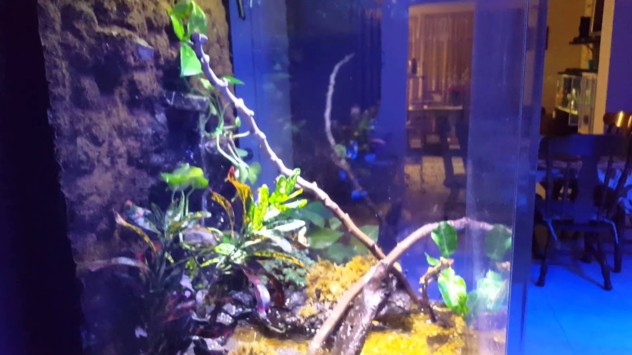 90 gallon vivarium for red eyed tree frog