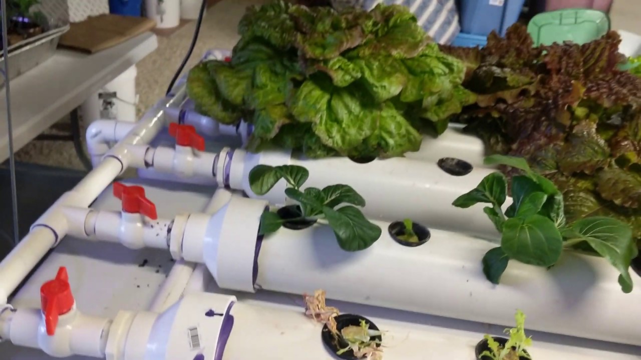 Basement NFT Hydroponic Farm - 120 Sites + 8 Weeks