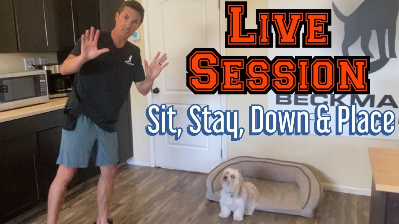 Watch me train not jumping and basic obedience behaviors