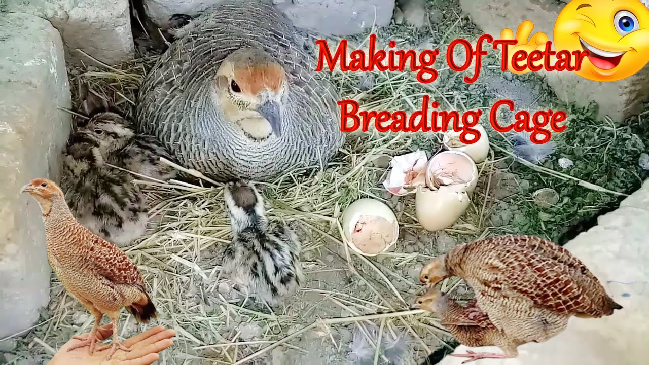 Making nest for teeter (francolin) breeding | Dhakni teeter ka ghonsla | teetar Breeding cage