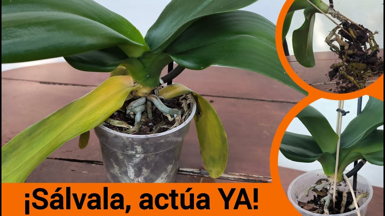 🌿 ¡No la dejes morir! Elimina los HONGOS del tallo de tus orquídeas ANTES de que sea tarde 😱