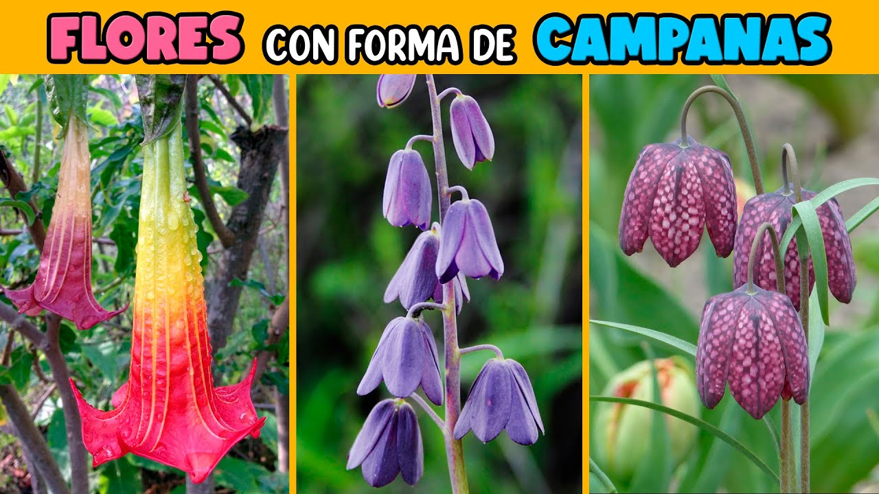 10 FLORES con FORMA de CAMPANA para el JARD&Iacute;N