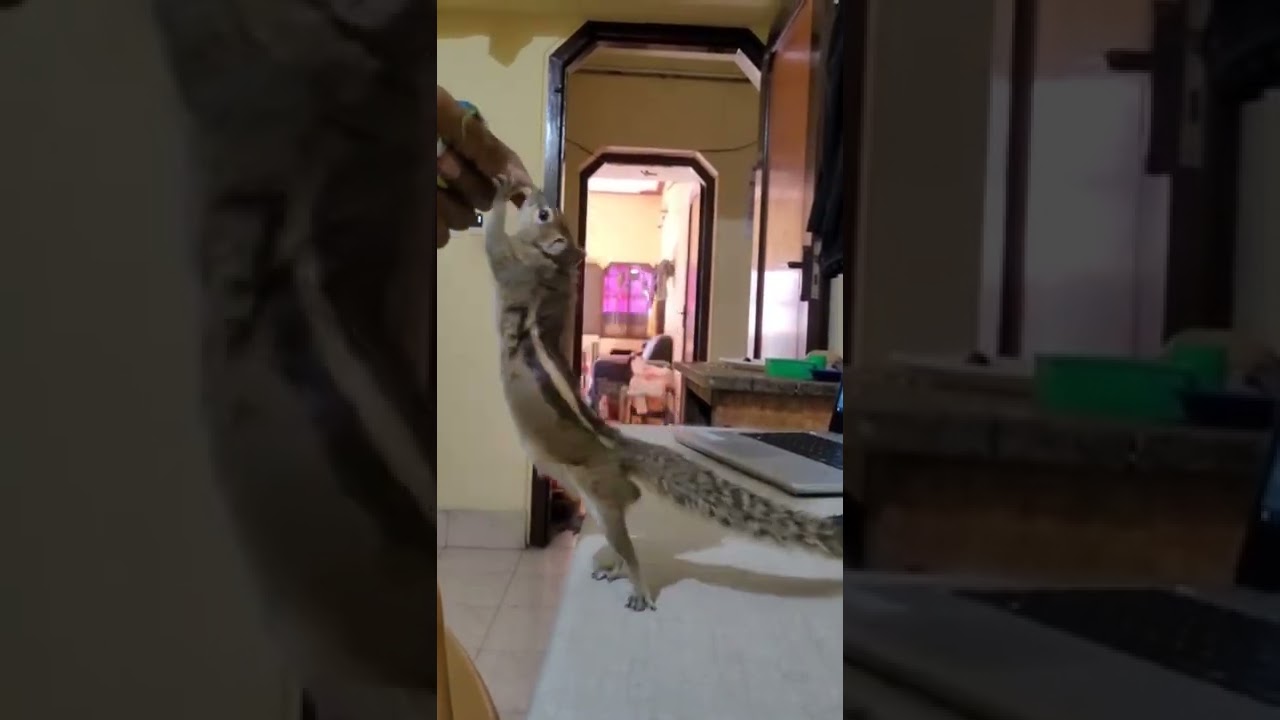 🐿Pet Squirrel wants snacks🍉🥥🍪 | Indian palm squirrel