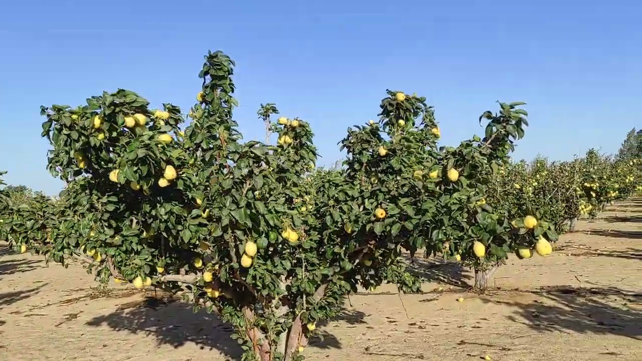 محافظة الجيزة | الواحات البحرية | موسم حصاد الكمثري .. ت واتس ٠١٠١٢٠٨٨٨١٠