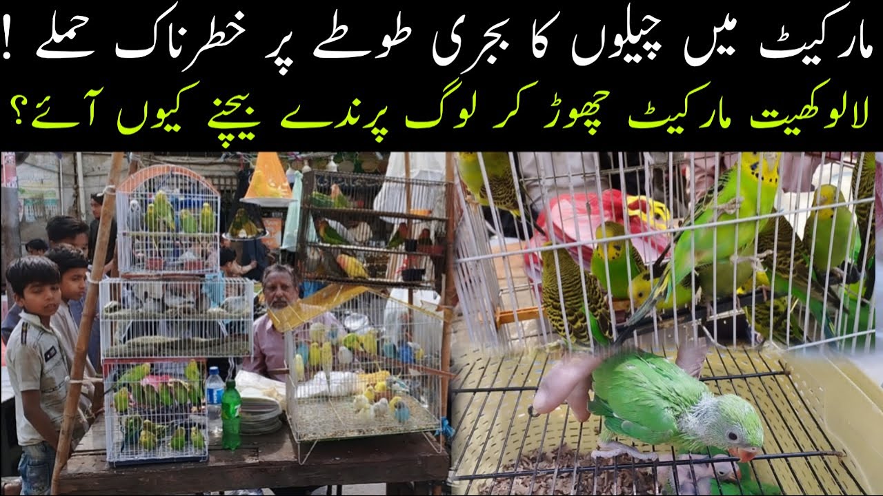 Birds Market Saddar Karachi Sunday Video Latest Update 25-2-2024 in Urdu/Hindi