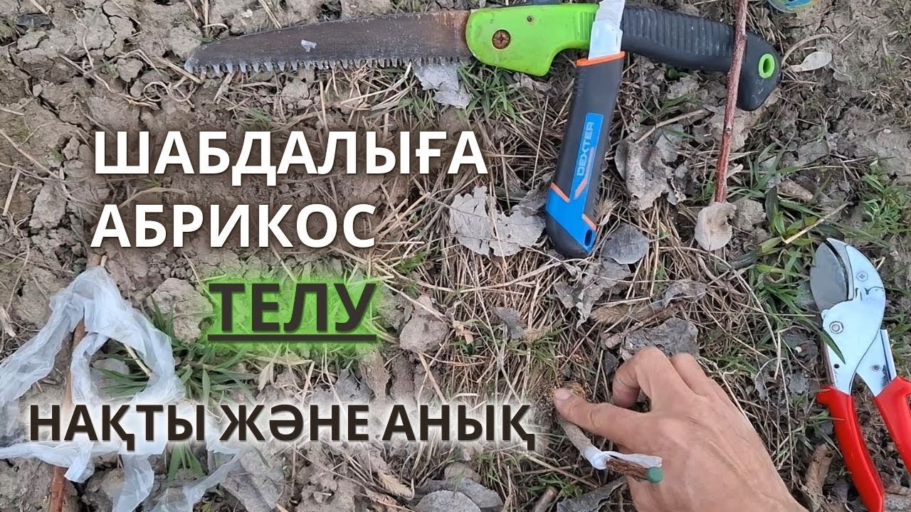 ШАБДАЛЫҒА АБРИКОС СОРТЫН ТЕЛУ / Ұлау, Анық және Қол жетімді Құралдармен